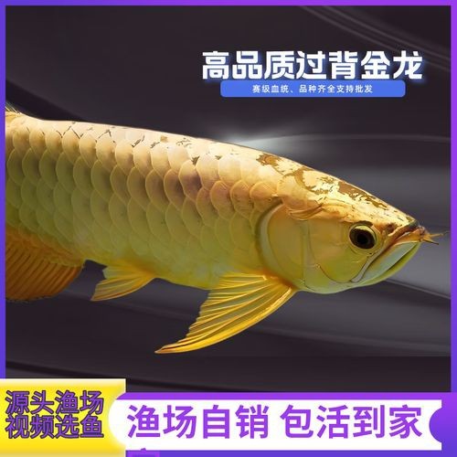給我一張24K金頭過背金龍的圖片【24k金頭過背金龍魚價格昂貴，單條可達數十萬元】
