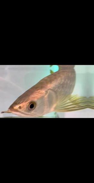 給我一張24K金頭過背金龍的圖片【24k金頭過背金龍魚價格昂貴，單條可達數十萬元】