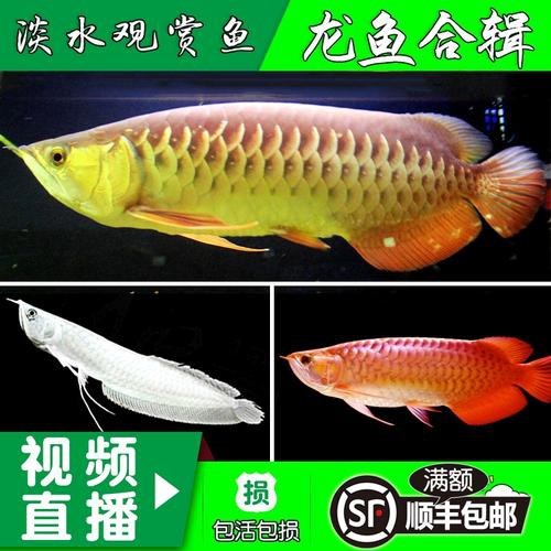 給我一張24K金頭過背金龍的圖片【24k金頭過背金龍魚價格昂貴，單條可達數十萬元】
