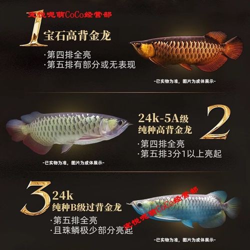 給我一張24K金頭過背金龍的圖片【24k金頭過背金龍魚價格昂貴，單條可達數十萬元】