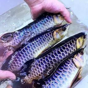 給我一張24K金頭過背金龍的圖片【24k金頭過背金龍魚價格昂貴，單條可達數十萬元】
