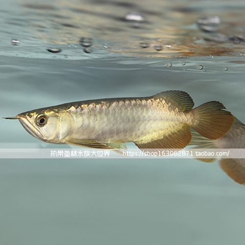 給我一張24K金頭過背金龍的圖片【24k金頭過背金龍魚價格昂貴，單條可達數十萬元】