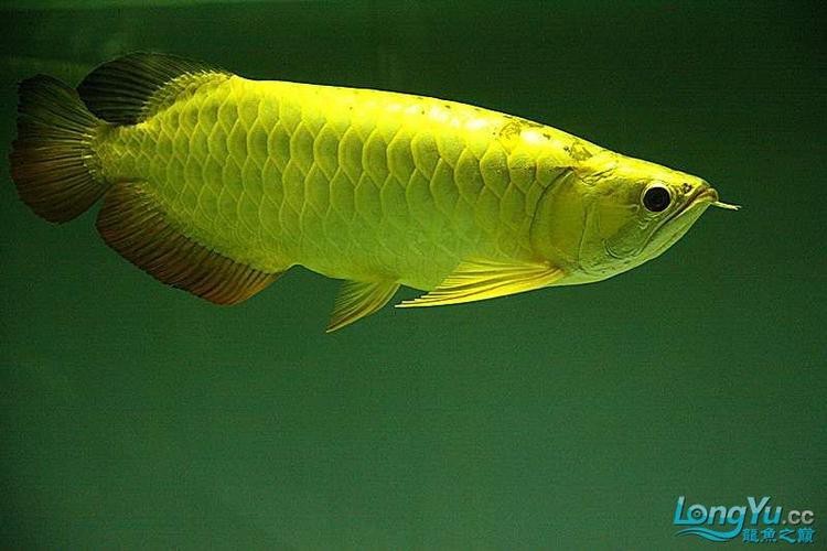 給我一張24K金頭過背金龍的圖片【24k金頭過背金龍魚價格昂貴，單條可達數十萬元】