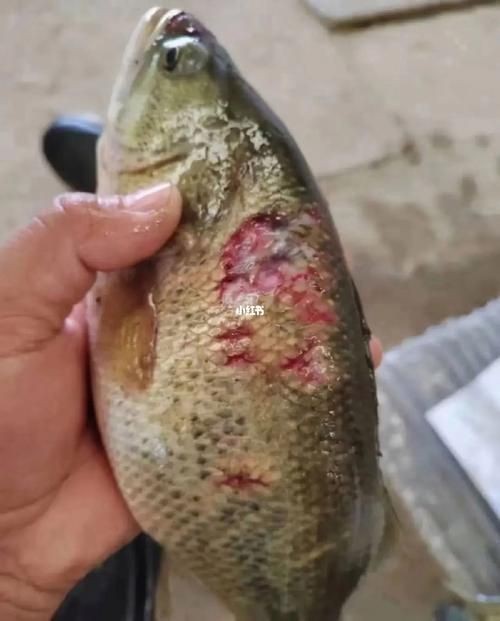 魚身上有潰爛圖片【關(guān)于魚類體表潰爛癥狀的綜合分析及圖示說明】