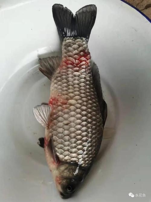 魚身上有潰爛圖片【關于魚類體表潰爛癥狀的綜合分析及圖示說明】