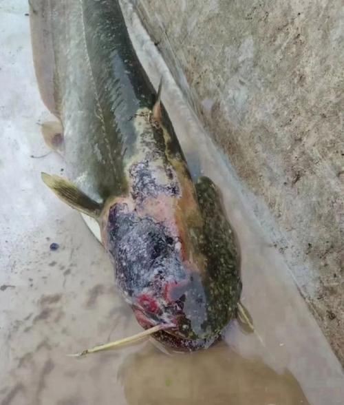 魚身上有潰爛圖片【關于魚類體表潰爛癥狀的綜合分析及圖示說明】