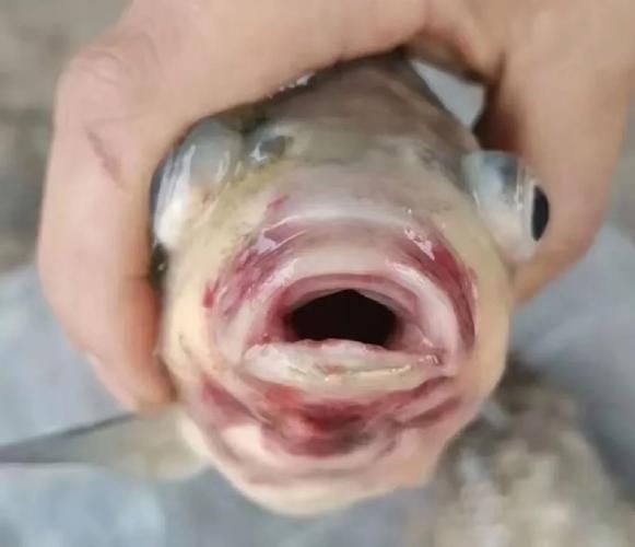 魚身上有潰爛圖片【關于魚類體表潰爛癥狀的綜合分析及圖示說明】