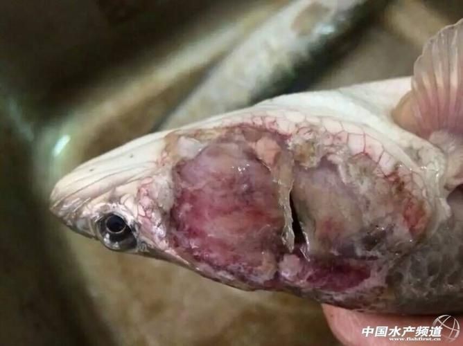 魚身上有潰爛圖片【關于魚類體表潰爛癥狀的綜合分析及圖示說明】