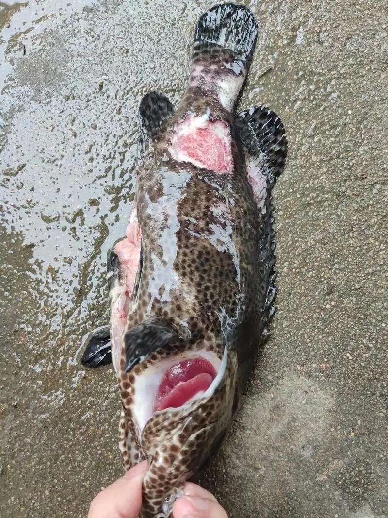魚身上有潰爛圖片【關于魚類體表潰爛癥狀的綜合分析及圖示說明】