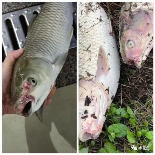 魚身上有潰爛圖片【關于魚類體表潰爛癥狀的綜合分析及圖示說明】