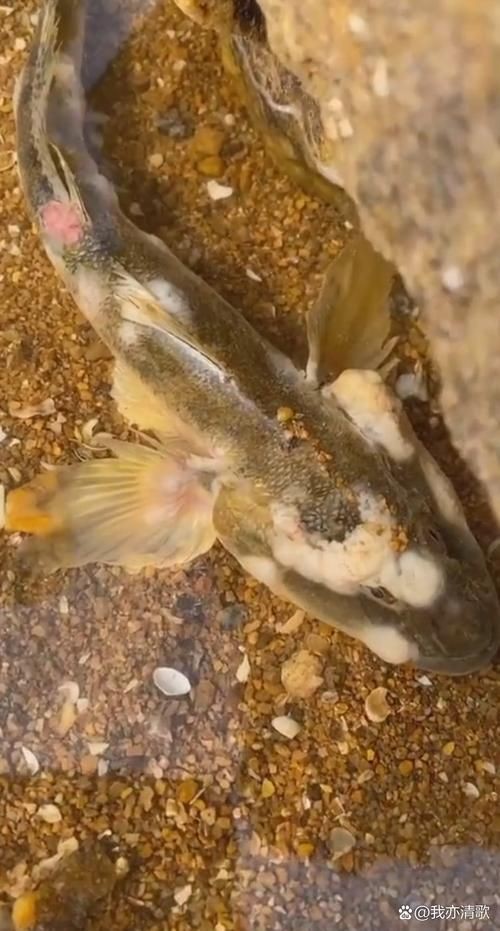 魚身上有潰爛圖片【關于魚類體表潰爛癥狀的綜合分析及圖示說明】