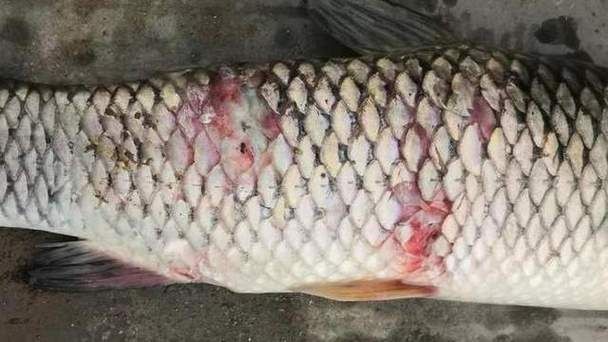 魚身上有潰爛圖片【關于魚類體表潰爛癥狀的綜合分析及圖示說明】
