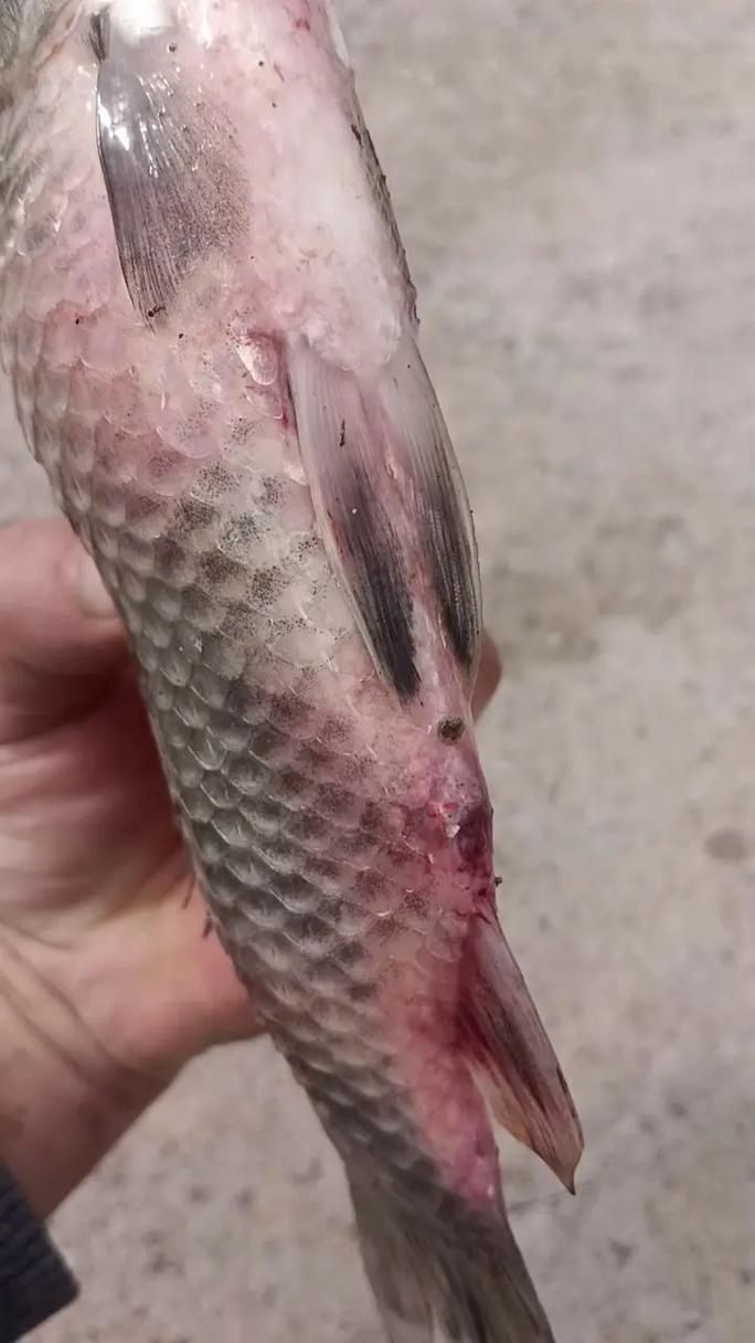 魚身上有潰爛圖片【關于魚類體表潰爛癥狀的綜合分析及圖示說明】