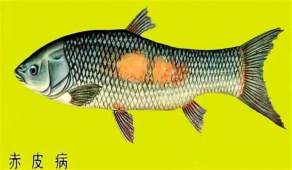 魚身上有潰爛圖片【關于魚類體表潰爛癥狀的綜合分析及圖示說明】