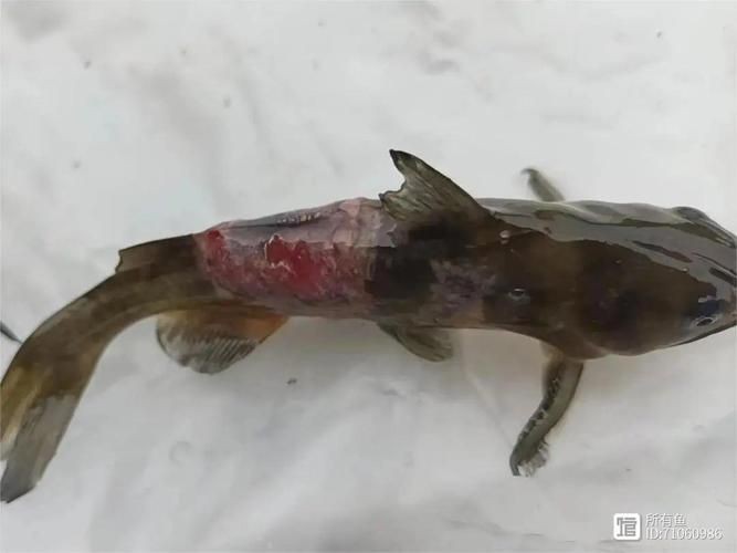 魚身上有潰爛圖片【關于魚類體表潰爛癥狀的綜合分析及圖示說明】