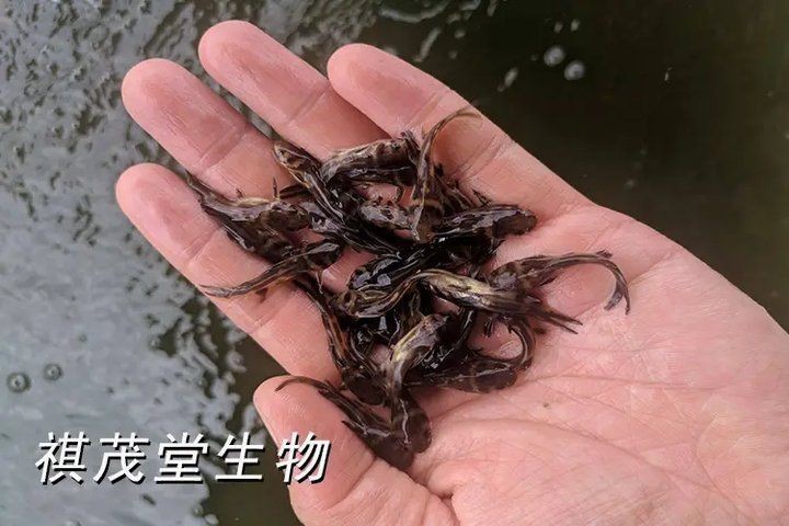 魚身上有潰爛圖片【關于魚類體表潰爛癥狀的綜合分析及圖示說明】
