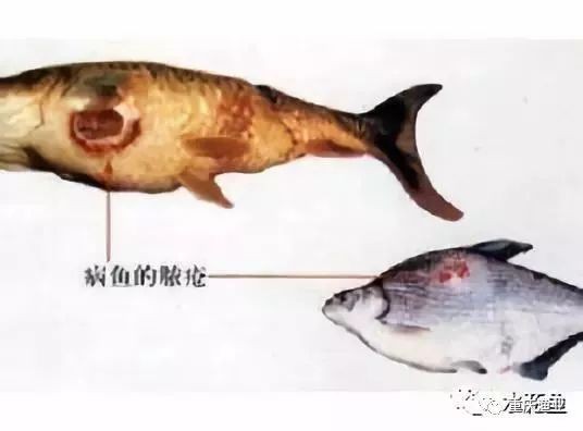魚身上有潰爛圖片【關于魚類體表潰爛癥狀的綜合分析及圖示說明】