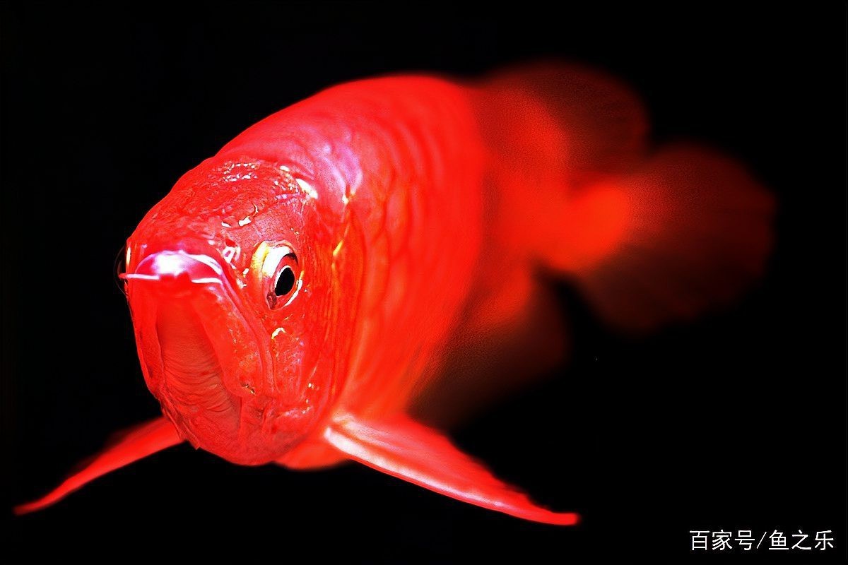 提供幾張紅龍魚眼睛的真實(shí)圖片【如何區(qū)分紅龍魚的品種？】