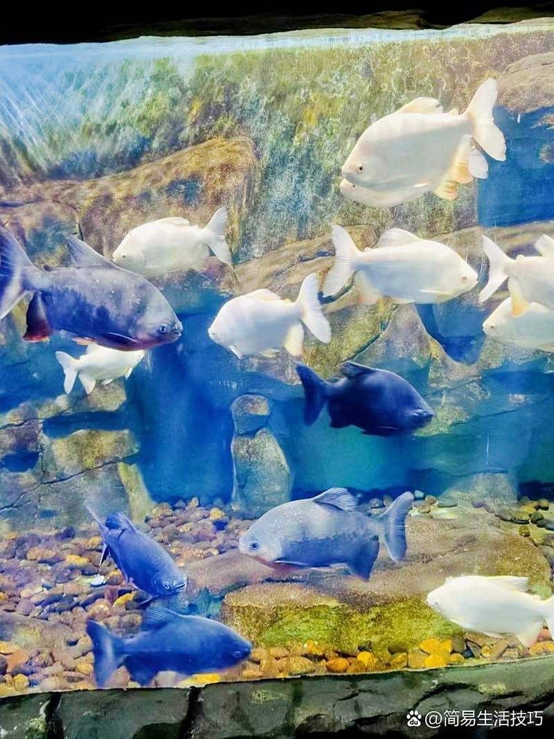 淮北水族店【淮北水族店淮北海洋世界】