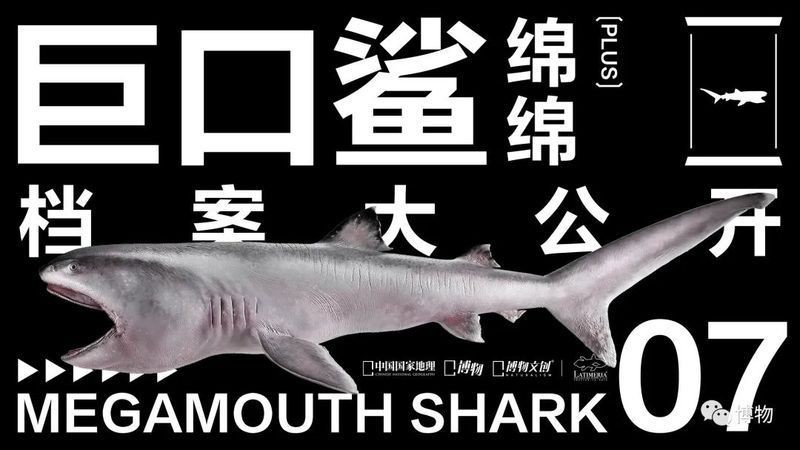 哪種鯊魚是胎生【有趣的鯊魚大圖鑒第24期】