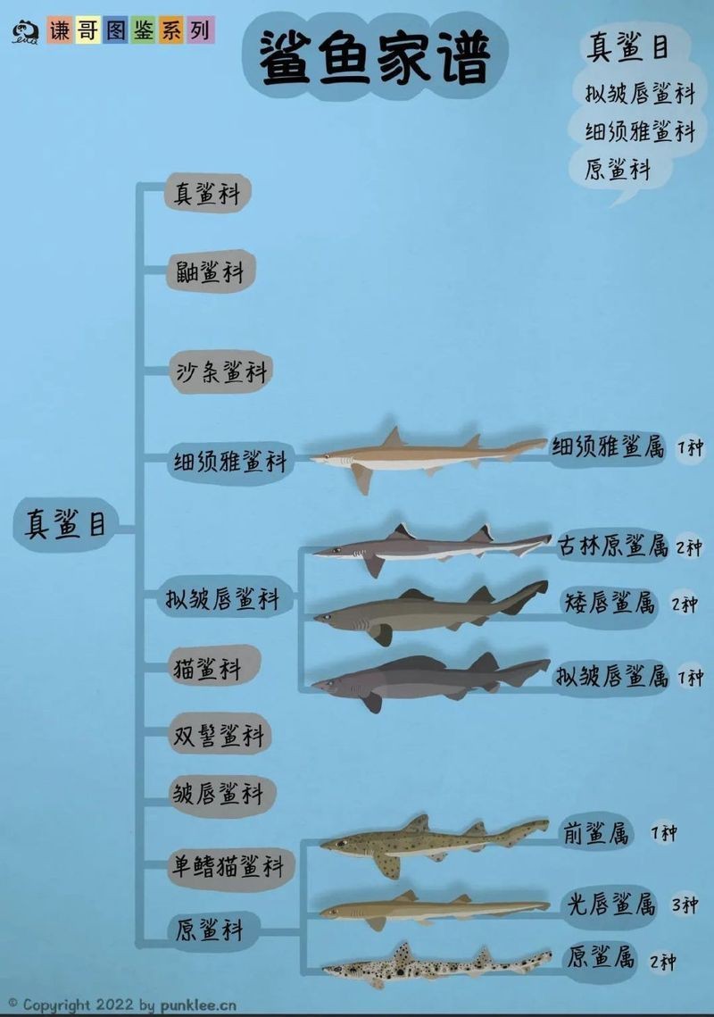 哪種鯊魚是胎生【有趣的鯊魚大圖鑒第24期】