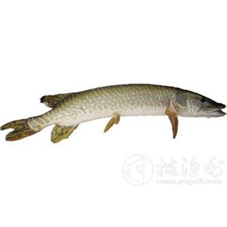 狗魚有幾種【狗魚家族大揭秘:狗魚屬(esox)】
