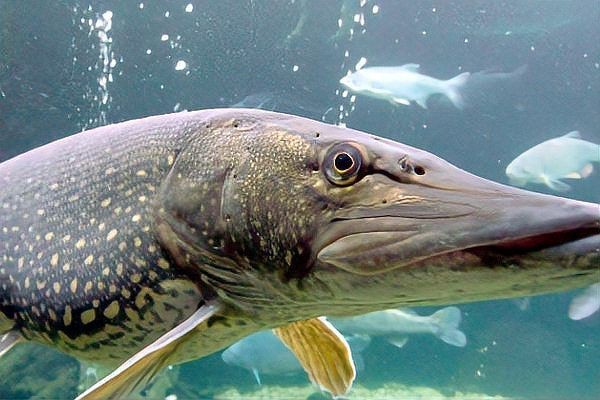 狗魚有幾種【狗魚家族大揭秘:狗魚屬(esox)】