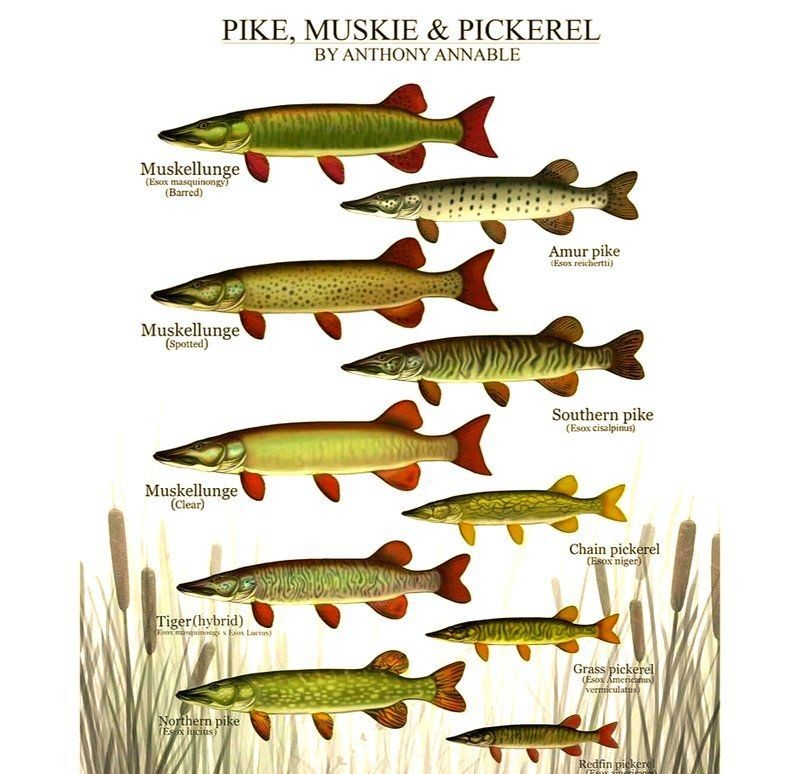 狗魚有幾種【狗魚家族大揭秘:狗魚屬(esox)】