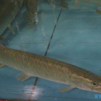 狗魚有幾種【狗魚家族大揭秘:狗魚屬(esox)】