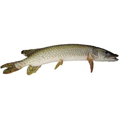 狗魚有幾種【狗魚家族大揭秘:狗魚屬(esox)】