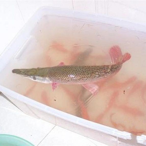 狗魚有幾種【狗魚家族大揭秘:狗魚屬(esox)】