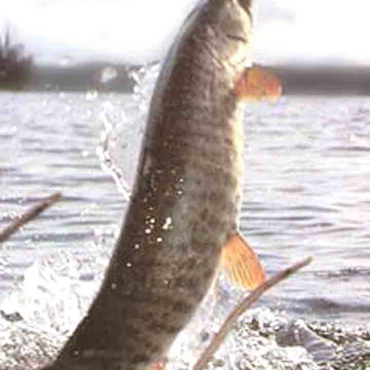 狗魚有幾種【狗魚家族大揭秘:狗魚屬(esox)】