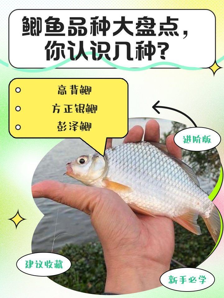 鯽魚品種排名【盤點鯽魚品種的權威排名及詳細分析彭澤鯽（蘆花鯽）】