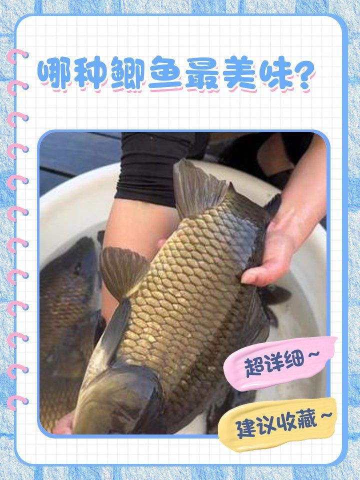 鯽魚品種排名【盤點鯽魚品種的權威排名及詳細分析彭澤鯽（蘆花鯽）】