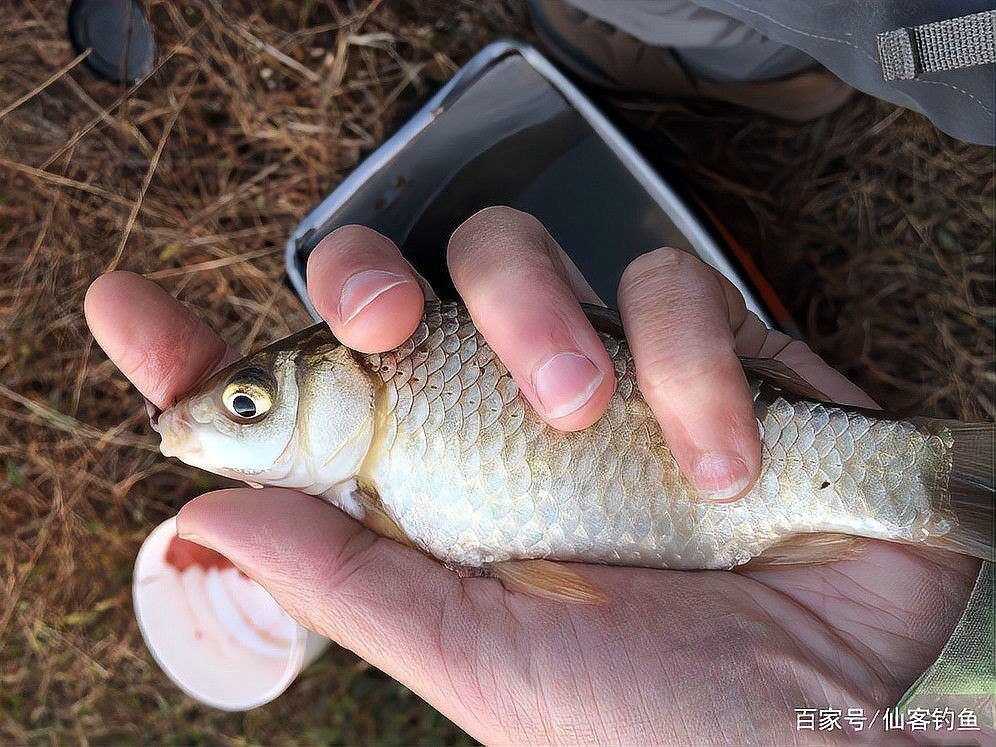 鯽魚品種排名【盤點鯽魚品種的權威排名及詳細分析彭澤鯽（蘆花鯽）】