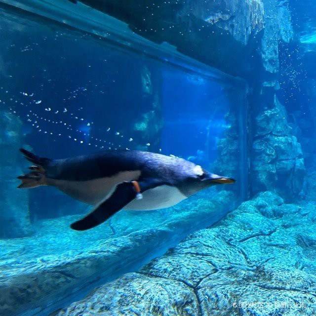 鄭州水族店【五一玩轉鄭州海洋館】