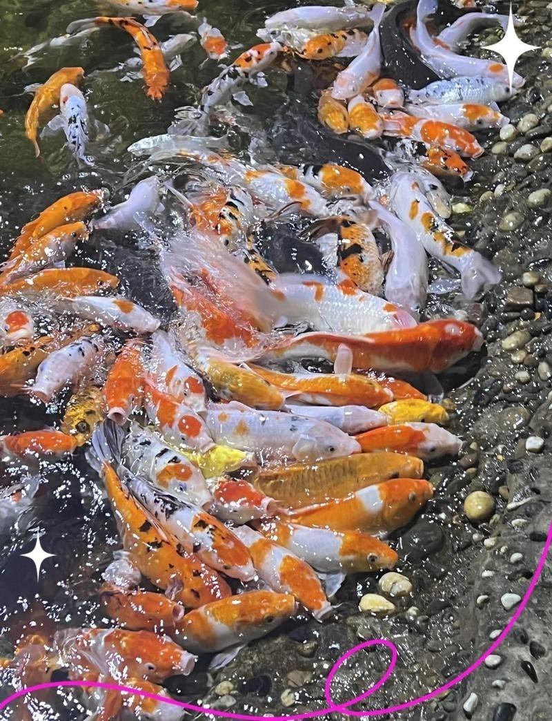 鄭州水族店【五一玩轉鄭州海洋館】
