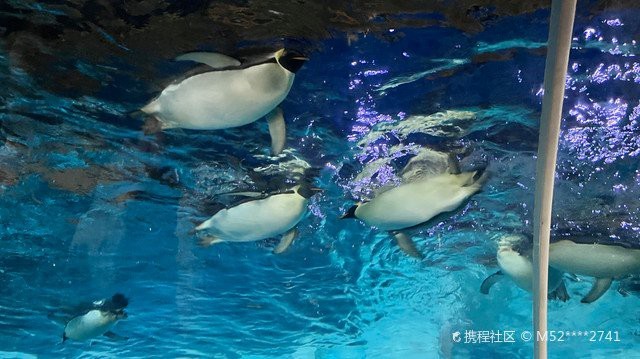 鄭州水族店【五一玩轉鄭州海洋館】