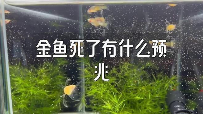 不同文化對魚死亡的看法有何不同？【不同文化對魚死亡的解讀存在顯著差異】