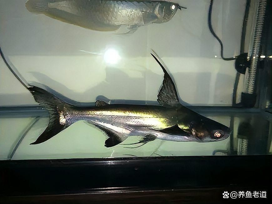 龍魚配什么清理缸的魚【龍魚的最佳配魚選擇,避免打架與疾病】