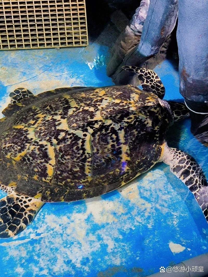 荊州水族店【荊州小梅沙海洋館揭幕啦,帶您暢游2萬平米海底世界!】