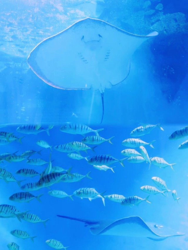 荊州水族店【荊州小梅沙海洋館揭幕啦,帶您暢游2萬平米海底世界!】