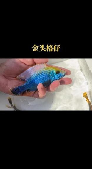 金頭過背的圖片【如何快速區分金頭過背金龍魚】