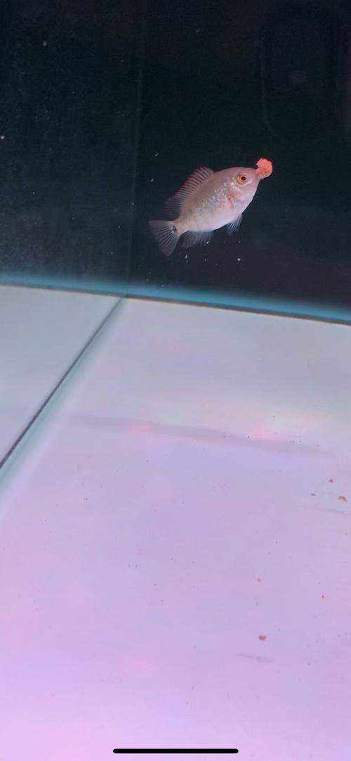 金頭過背的圖片【如何快速區分金頭過背金龍魚】