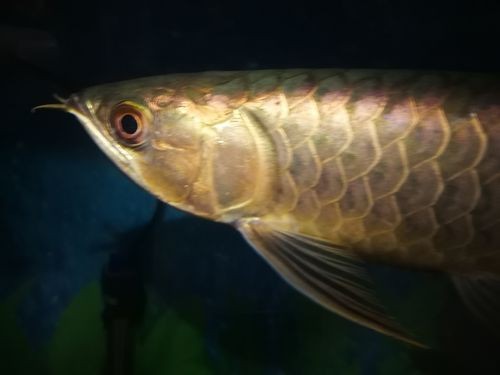 金頭過背的圖片【如何快速區分金頭過背金龍魚】