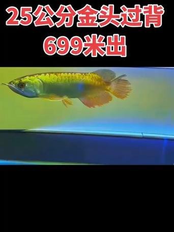 金頭過背的圖片【如何快速區分金頭過背金龍魚】