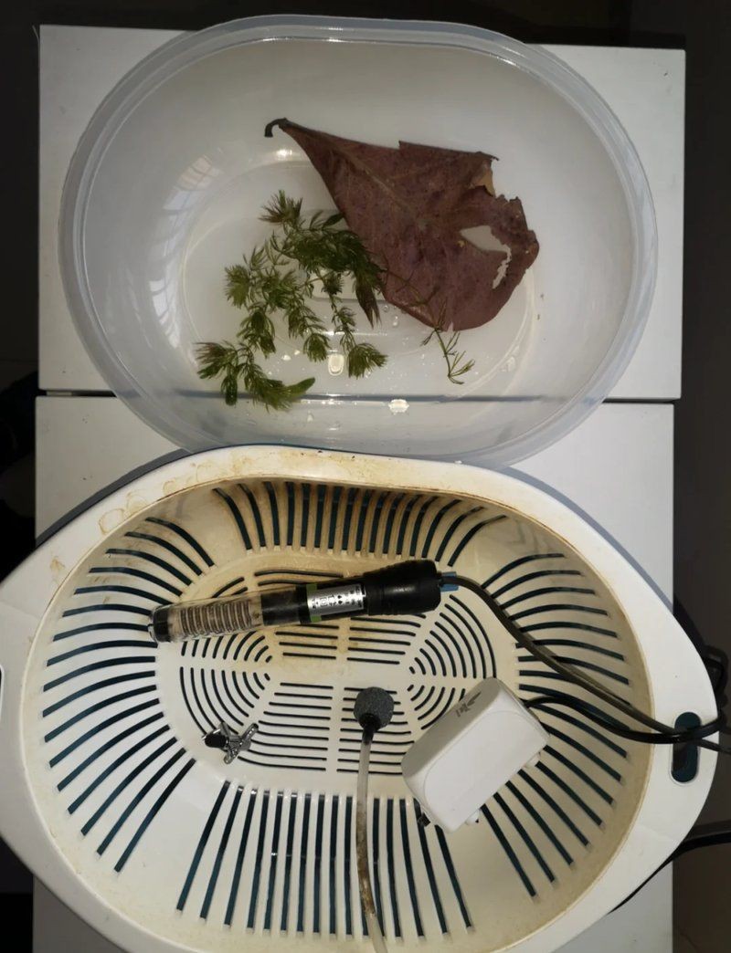 虎魚挑選口訣6個【虎魚如何挑選出健康優(yōu)質(zhì)的個體成為魚友們的必修課】