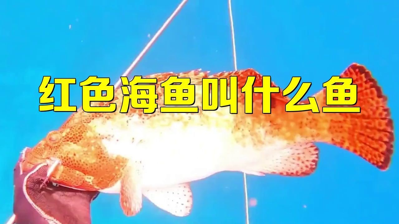 紅頭魚是什么魚【紅頭魚是什么魚紅頭魚的營養價值：紅頭魚燉豆腐的做法】 紅頭魚是什么魚【紅頭魚是什么魚紅頭魚的營養價值：紅頭魚燉豆腐的做法】 龍魚論壇 第6張