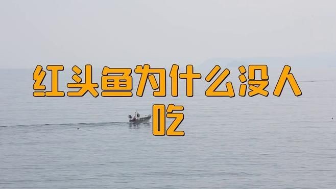 紅頭魚是什么魚【紅頭魚是什么魚紅頭魚的營養價值：紅頭魚燉豆腐的做法】 紅頭魚是什么魚【紅頭魚是什么魚紅頭魚的營養價值：紅頭魚燉豆腐的做法】 龍魚論壇 第10張