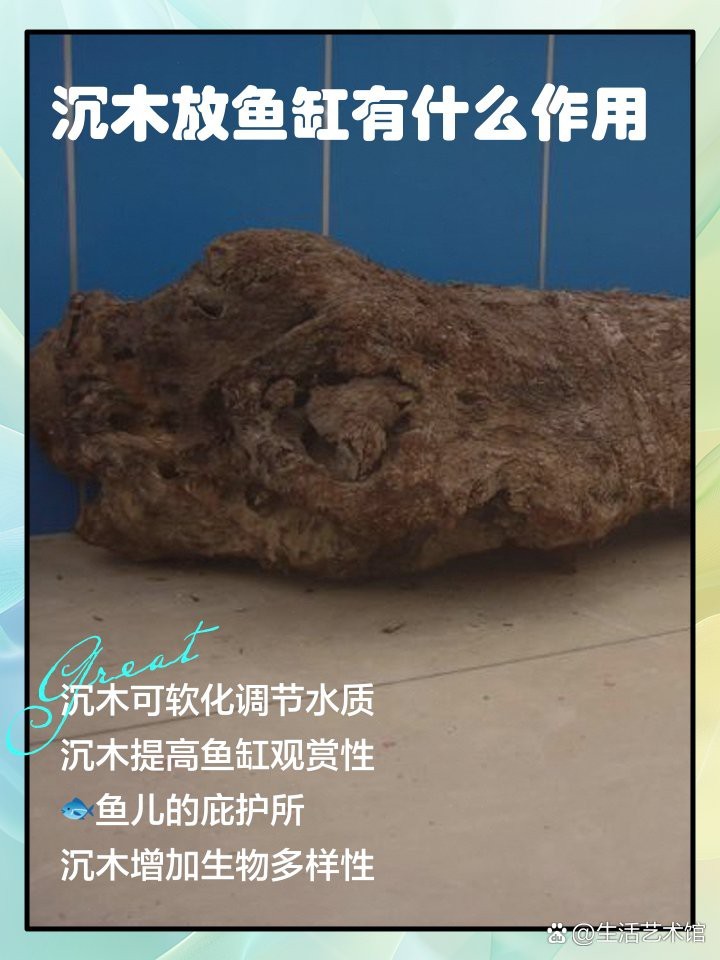 龍虎魚缸放沉木好嗎